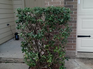 Bush Trimming by Walter Rodriguez for Jay T. in Richmond, TX