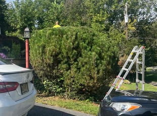 Bush Trimming by John Velazquez for Blaec T. in Lancaster, PA