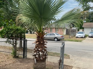Bush Trimming by Joseph Arredondo for Gabe L. in San Antonio, TX