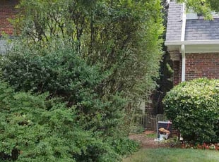 Bush Trimming by Allan Roberts for Ellen J. in Washington, DC