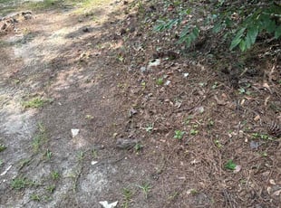 Bush Trimming by Felder Williams for Patrick W. in Columbia, SC