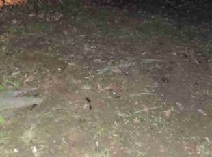 Leaf Removal by Sean Dusenberry for Debbie D. in Blanchard, OK