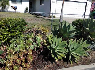 Bush Trimming by Samantha Lingenfelter for Bianca D. in Oceanside, CA