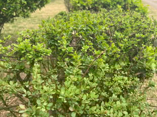 Bush Trimming by Ace Morris for Tanya L. in Hyattsville, MD