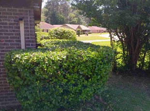 Bush Trimming by Johnny Hall for James J. in Jackson, MS