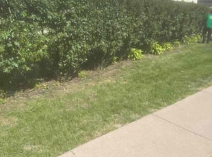 Bush Trimming by Jesus Alvarado for Kevin G. in Minneapolis, MN