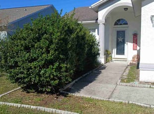 Bush Trimming by Tierney Walker for Cheyenne P. in Tampa, FL