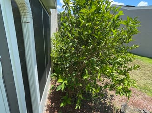 Bush Trimming by Jeff Osbeck for Candice B. in Winter Haven, FL
