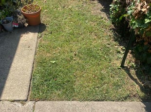 Monicque T.'s Lawn Service service result