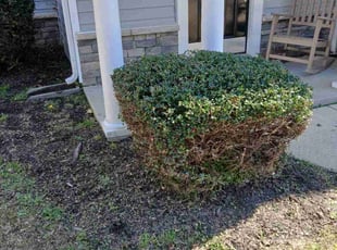 Bush Trimming by Daryl Jones for Stephanie W. in Clayton, NC