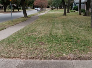 Leaf Removal by Rosalinda Vasquez for Sydney W. in Irving, TX