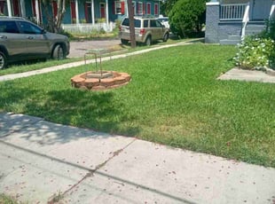 Weeding by Terry Felo for Rebecca F. in New Orleans, LA