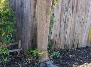 Bush Trimming by Rena Patterson for Curtis M. in Santa Rosa, CA