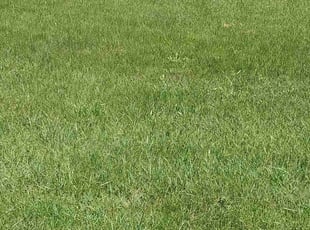Claude M.'s Lawn Maintenance service result