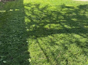 Alex A.'s Lawn Mowing service result