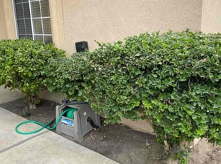 Bush Trimming by David Morgan for Doris H. in Bakersfield, CA