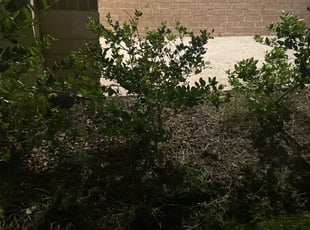 Bush Trimming by Paul Jones for Dan H. in Pearland, TX