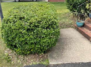 Bush Trimming by Arthur Haskins for Michael G. in Richmond, VA