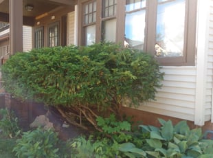 Bush Trimming by Charles Cowan for Carl J. in Milwaukee, WI