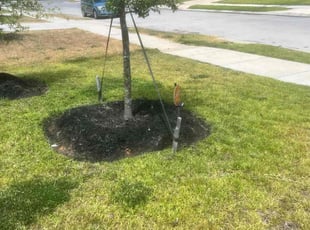 Weeding by Edwin Fernandez for DJ O. in Katy, TX