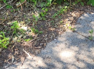 Bush Trimming by Adrian Johnson for Jason B. in Farmington Hills, MI