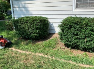 Bush Trimming by James Rosa for Paul S. in Kansas City, KS