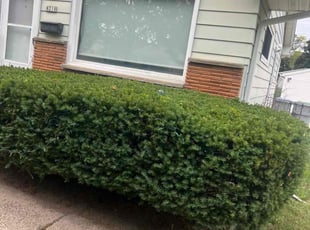 Bush Trimming by Antonio Drew for Tee H. in Milwaukee, WI