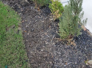 Weeding by Jose Perez for Paul B. in Cypress, TX