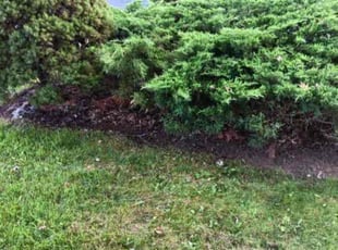 Weeding by Josh Brockett for James S. in Syracuse, NY