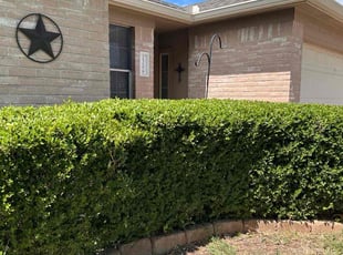 Bush Trimming by Jesus Cepeda for Kelly C. in Cedar Park, TX