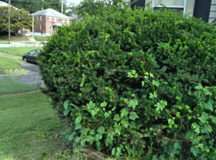 Emily Y.'s Bush Trimming service result