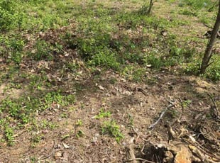 Leaf Removal by Zachary Krenik for Andrea C. in Upper Marlboro, MD