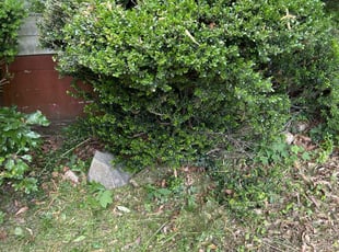 Bush Trimming by Quinlen Dean for Melany P. in Upper Marlboro, MD