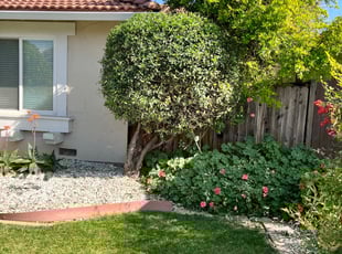 Bush Trimming by Carlos Melara for Steve N. in San Jose, CA
