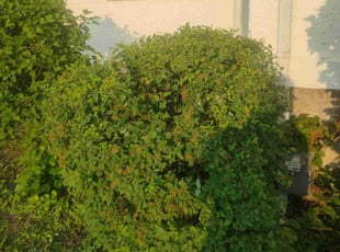 Christina M.'s Bush Trimming service result