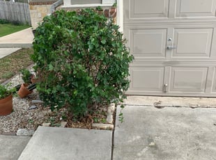Bush Trimming by Daniel Mora for Ruben G. in Schertz, TX