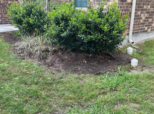 Weeding by Joshua Benouis for Hung P. in Pflugerville, TX