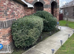 Bush Trimming by Carlos Arteaga for Michael A. in San Antonio, TX
