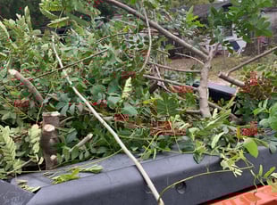 Aj E.'s Bush Trimming service result