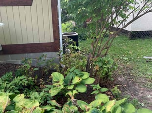 Bush Trimming by Mario Williams for Evan J. in Minneapolis, MN