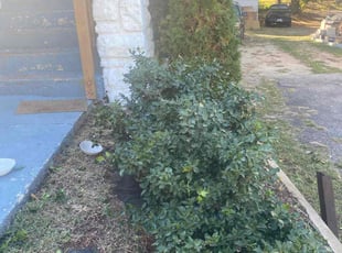 Bush Trimming by Jereme Wesley for Anderson M. in Kansas City, MO