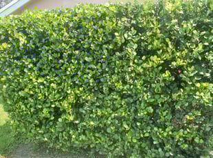 Bush Trimming by Kirk Henry for Charles T. in Coral Springs, FL