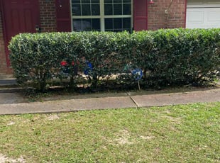 Bush Trimming by Terrain Lewis for Summer S. in Tallahassee, FL