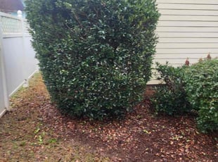 Bush Trimming by Ralph Fusco for Mary Jane B. in Conover, NC