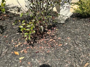 Weeding by Teri Monsour for John K. in Ball Ground, GA