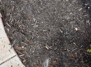 Sam W.'s Flower Bed Weeding service result