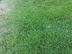 Robert S.'s Lawn Maintenance service result