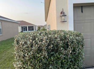 Bush Trimming by Johnny Richardson for Stephen G. in Winter Haven, FL