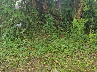 Weeding by Pamela Davitt for Taylor R. in Cincinnati, OH