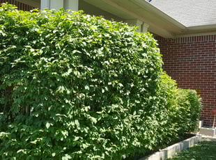 Bush Trimming by Frank Koller for Adrian F. in Indianapolis, IN